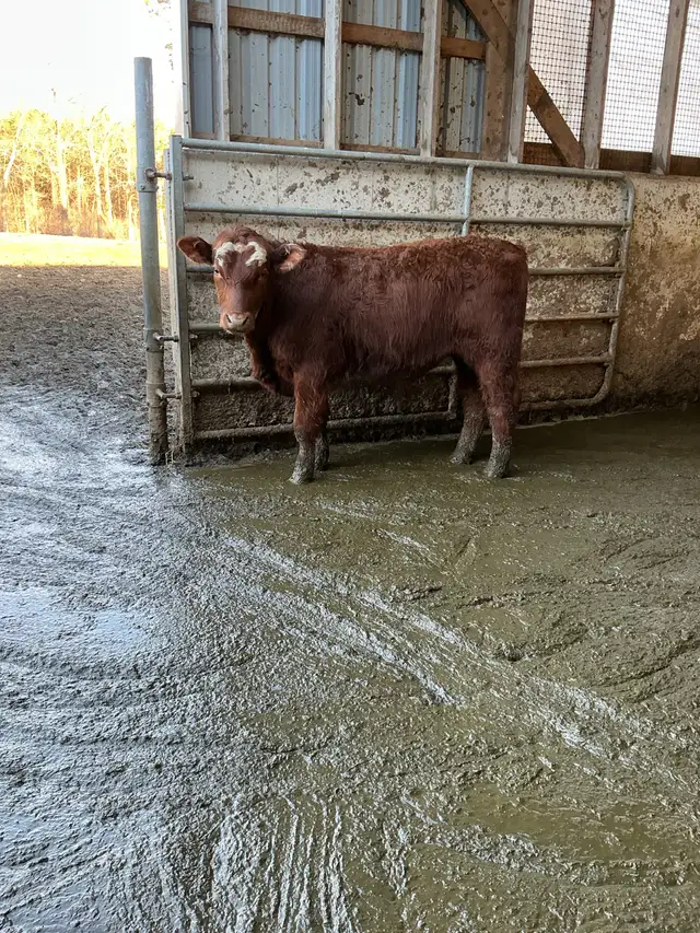 BEEF stockers (bulls and heifers) for sale - Photo 2