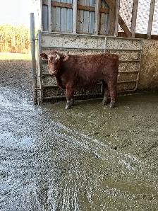 BEEF stockers (bulls and heifers) for sale - Photo 2