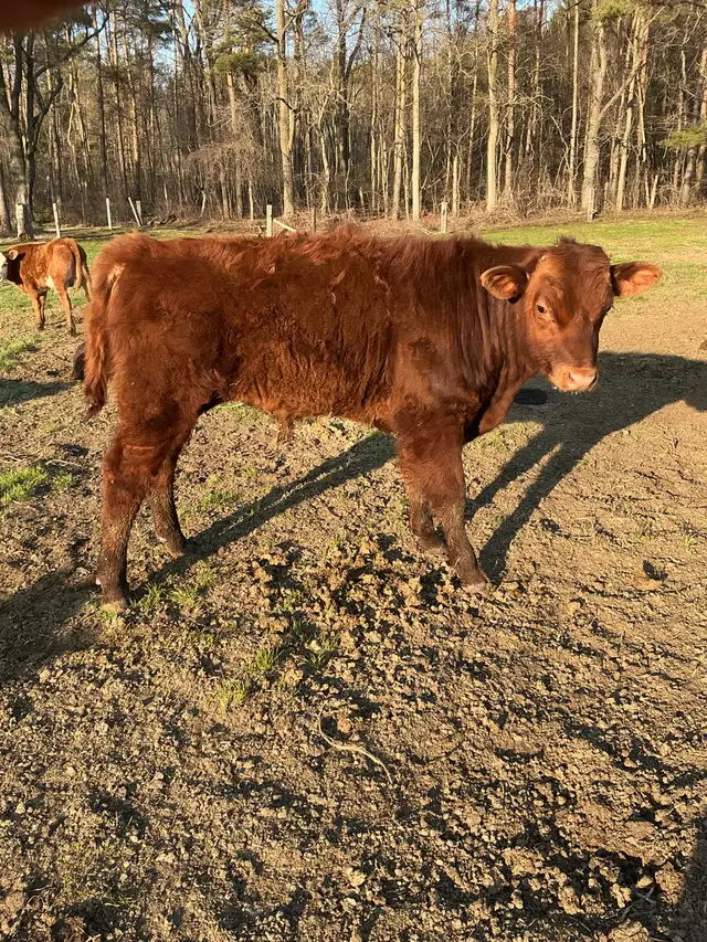 BEEF stockers (bulls and heifers) for sale - Photo 3