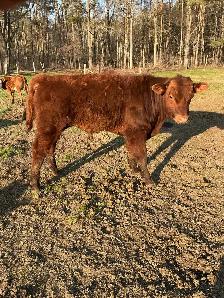 BEEF stockers (bulls and heifers) for sale - Photo 3