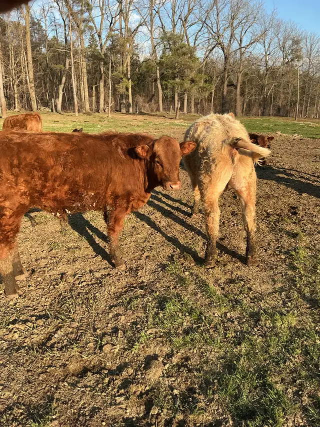 BEEF stockers (bulls and heifers) for sale - Photo 4