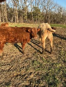 BEEF stockers (bulls and heifers) for sale - Photo 4
