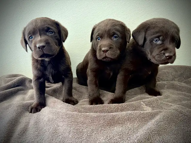 Pure Chocolate Lab Pups