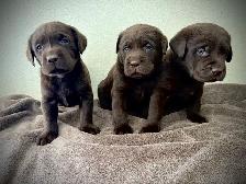 Pure Chocolate Lab Pups