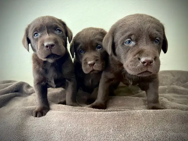 Pure Chocolate Lab Pups - Photo 2
