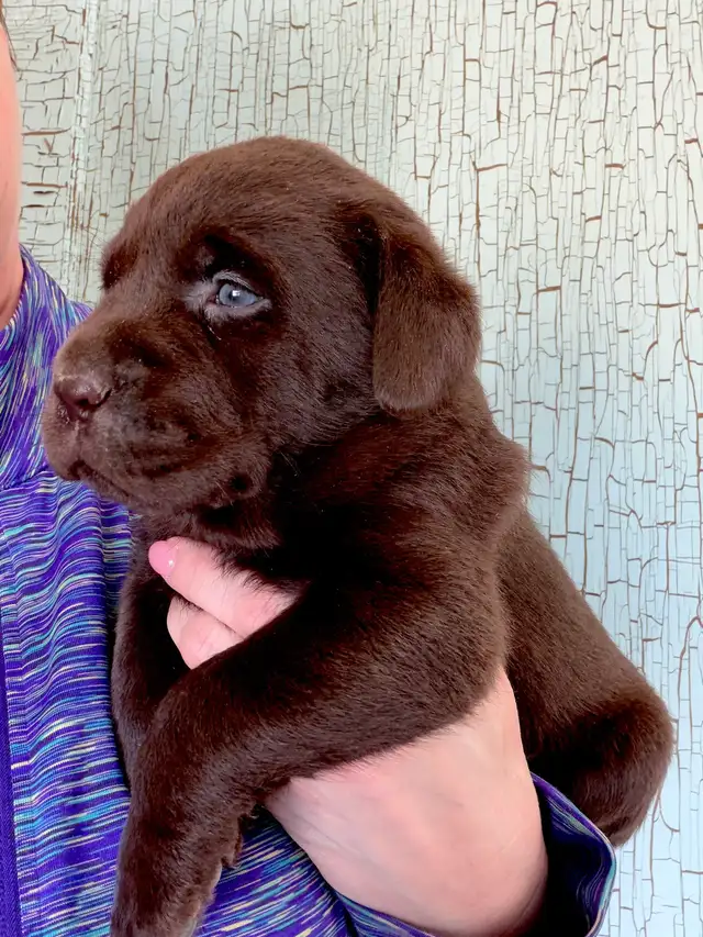 Pure Chocolate Lab Pups - Photo 3