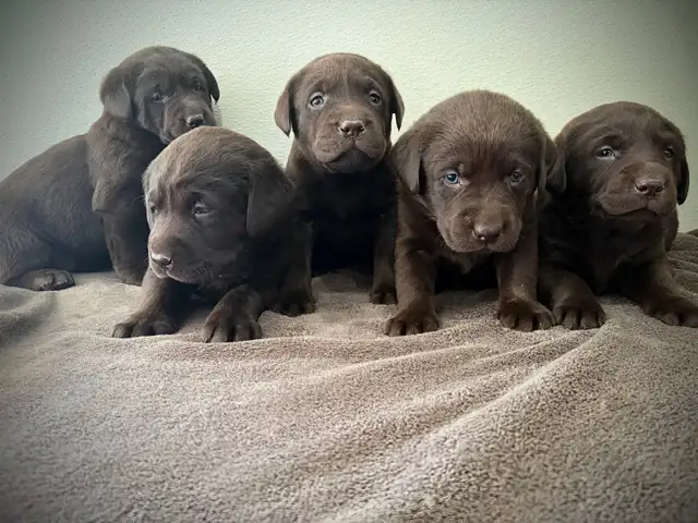 Pure Chocolate Lab Pups - Photo 4