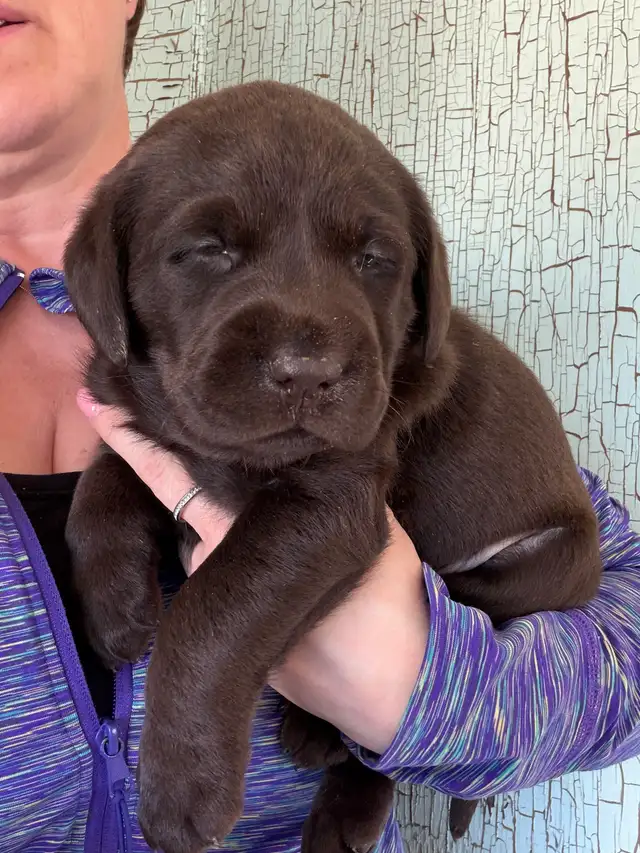 Pure Chocolate Lab Pups - Photo 5