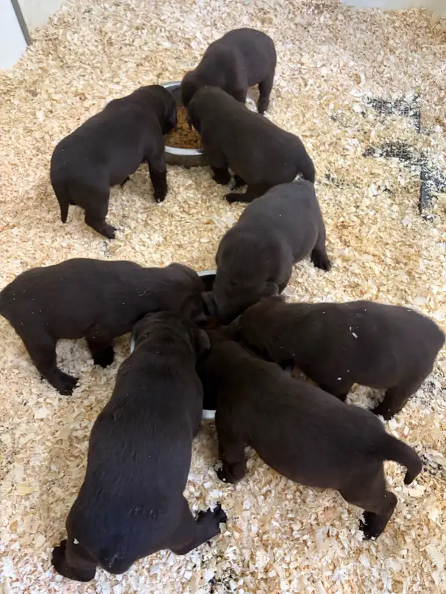 Pure Chocolate Lab Pups - Photo 6