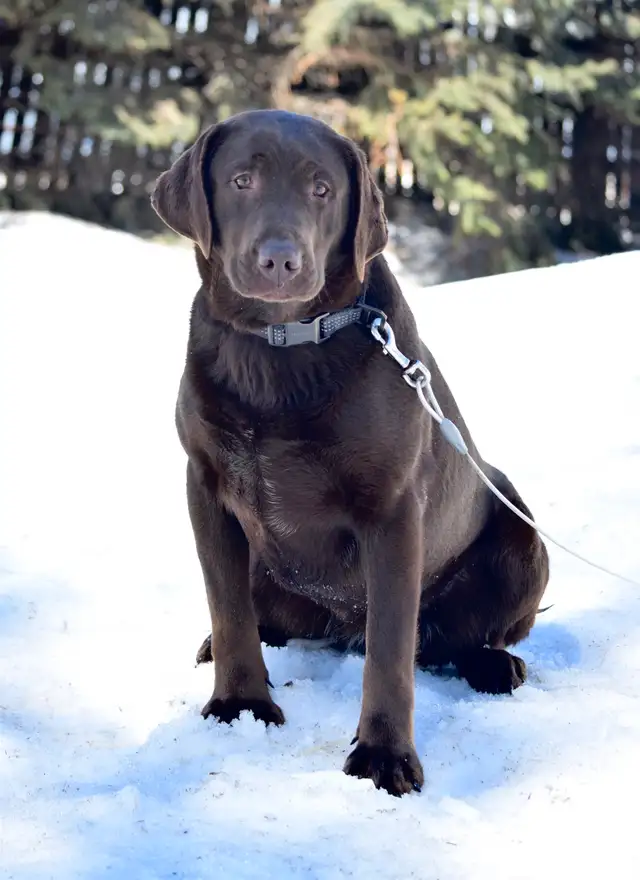 Pure Chocolate Lab Pups - Photo 7