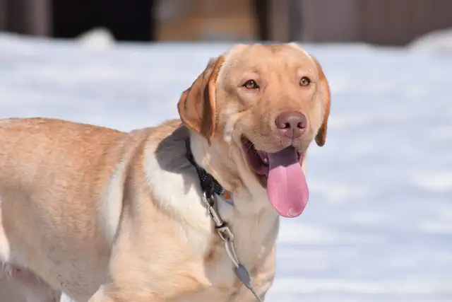 Pure Chocolate Lab Pups - Photo 8