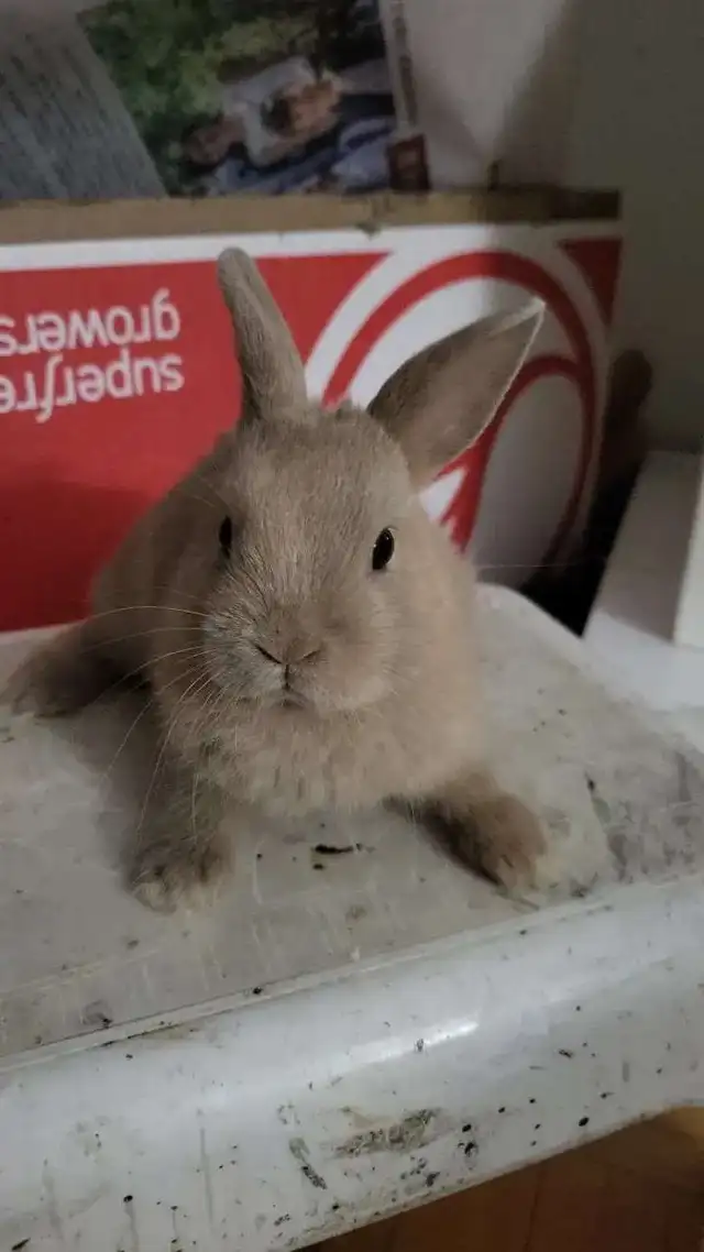 Dwarf Rabbits for Sale – 1.5 Months Old – Montreal / Brossard