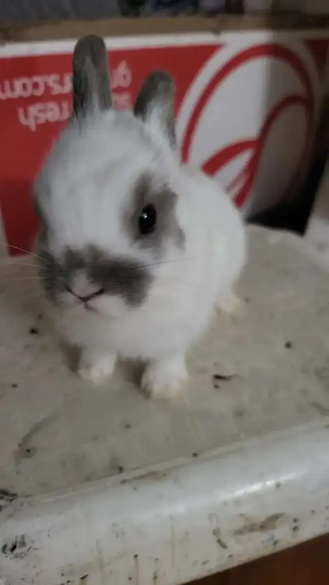 Dwarf Rabbits for Sale – 1.5 Months Old – Montreal / Brossard - Photo 2