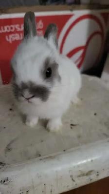 Dwarf Rabbits for Sale – 1.5 Months Old – Montreal / Brossard - Photo 2