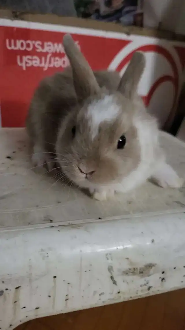 Dwarf Rabbits for Sale – 1.5 Months Old – Montreal / Brossard - Photo 3