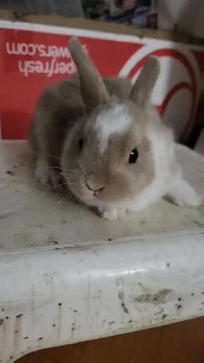 Dwarf Rabbits for Sale – 1.5 Months Old – Montreal / Brossard - Photo 3
