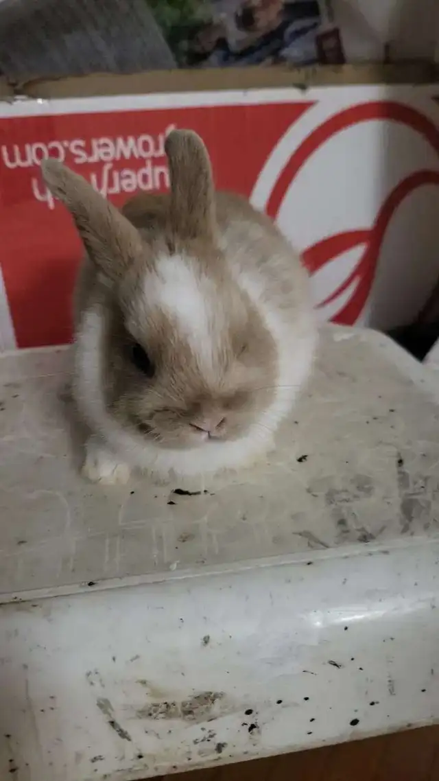 Dwarf Rabbits for Sale – 1.5 Months Old – Montreal / Brossard - Photo 4
