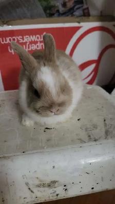 Dwarf Rabbits for Sale – 1.5 Months Old – Montreal / Brossard - Photo 4