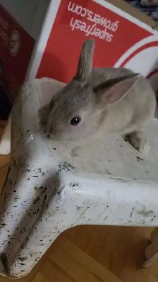 Dwarf Rabbits for Sale – 1.5 Months Old – Montreal / Brossard - Photo 5