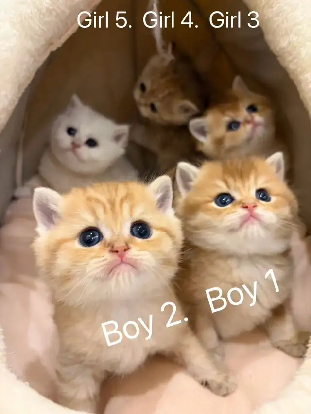 Golden shaded / golden tabby British shorthair kittens
