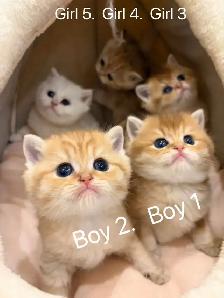 Golden shaded / golden tabby British shorthair kittens