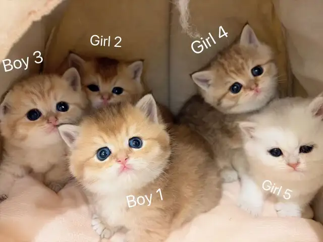 Golden shaded / golden tabby British shorthair kittens - Photo 2