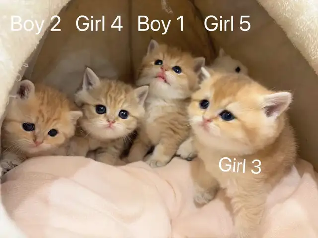 Golden shaded / golden tabby British shorthair kittens - Photo 3