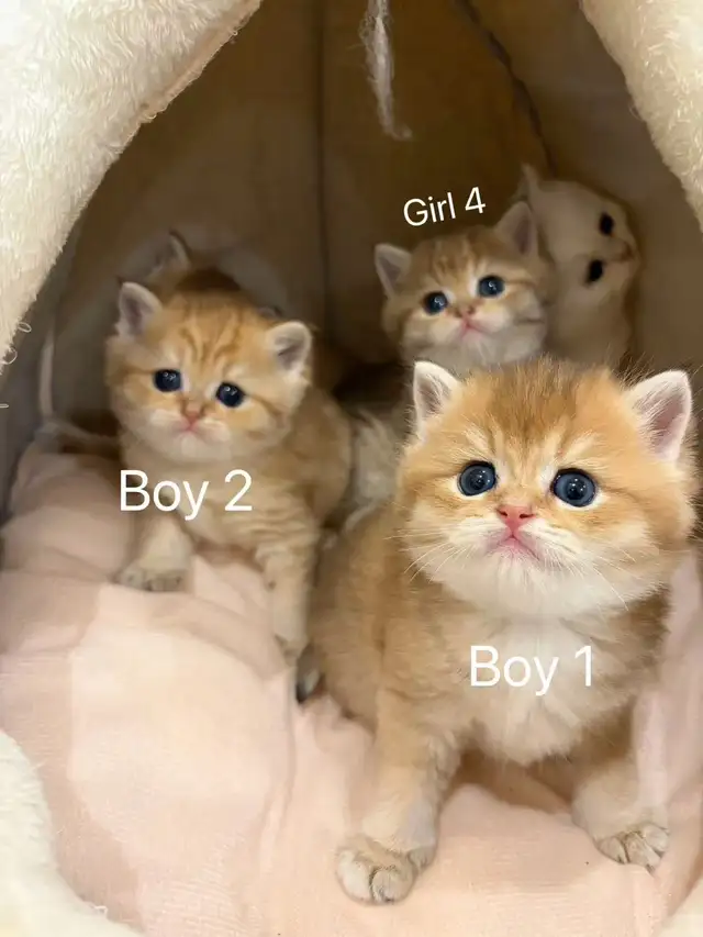 Golden shaded / golden tabby British shorthair kittens - Photo 4