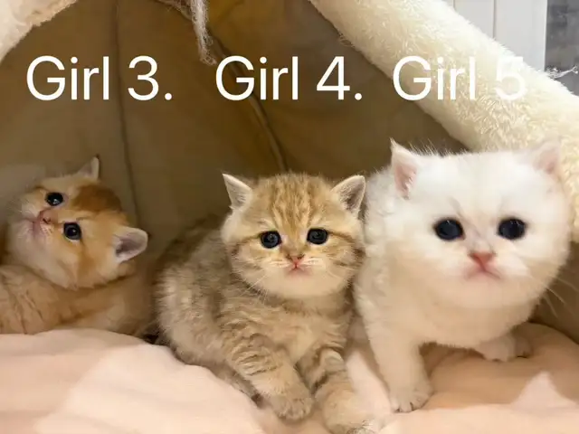 Golden shaded / golden tabby British shorthair kittens - Photo 5