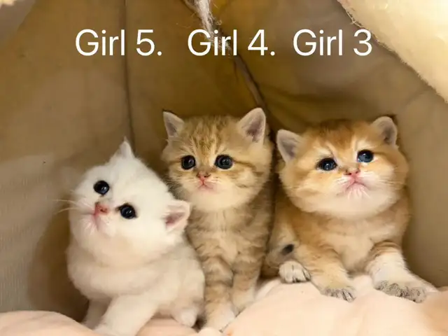 Golden shaded / golden tabby British shorthair kittens - Photo 6