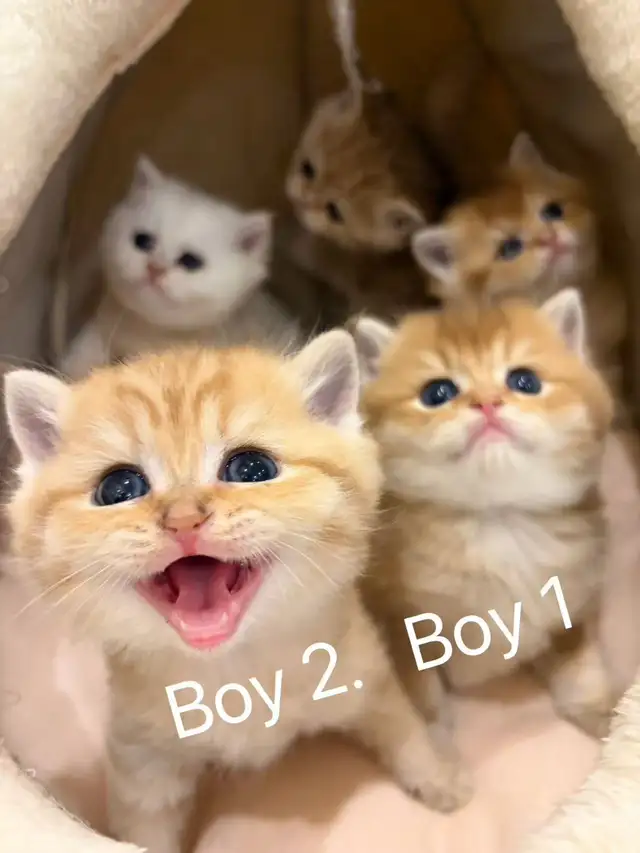 Golden shaded / golden tabby British shorthair kittens - Photo 7