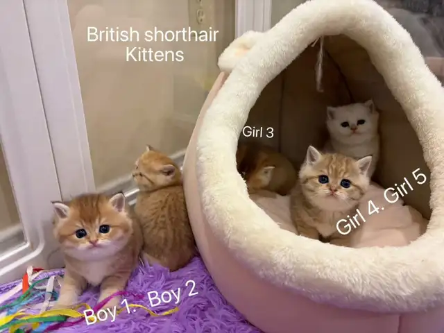 Golden shaded / golden tabby British shorthair kittens - Photo 8