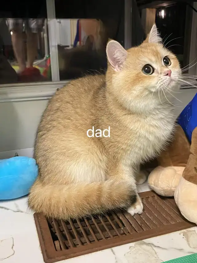 Golden shaded / golden tabby British shorthair kittens - Photo 9