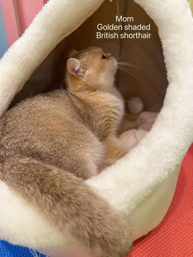 Golden shaded / golden tabby British shorthair kittens - Photo 10