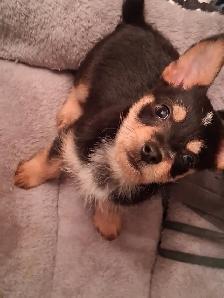 Mini male chawawa mix puppy rehoming