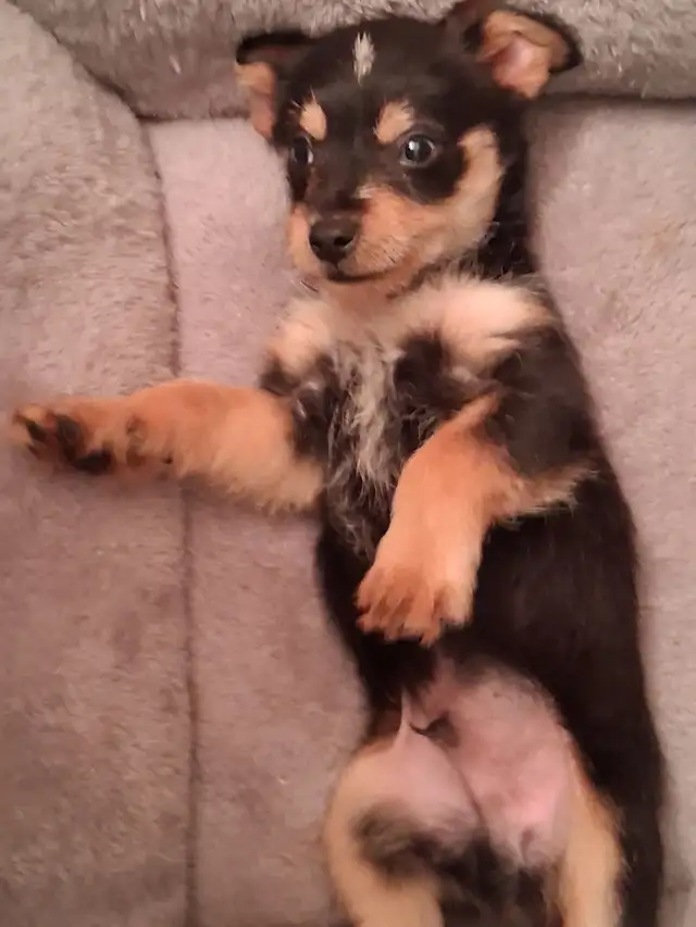 Mini male chawawa mix puppy rehoming - Photo 2