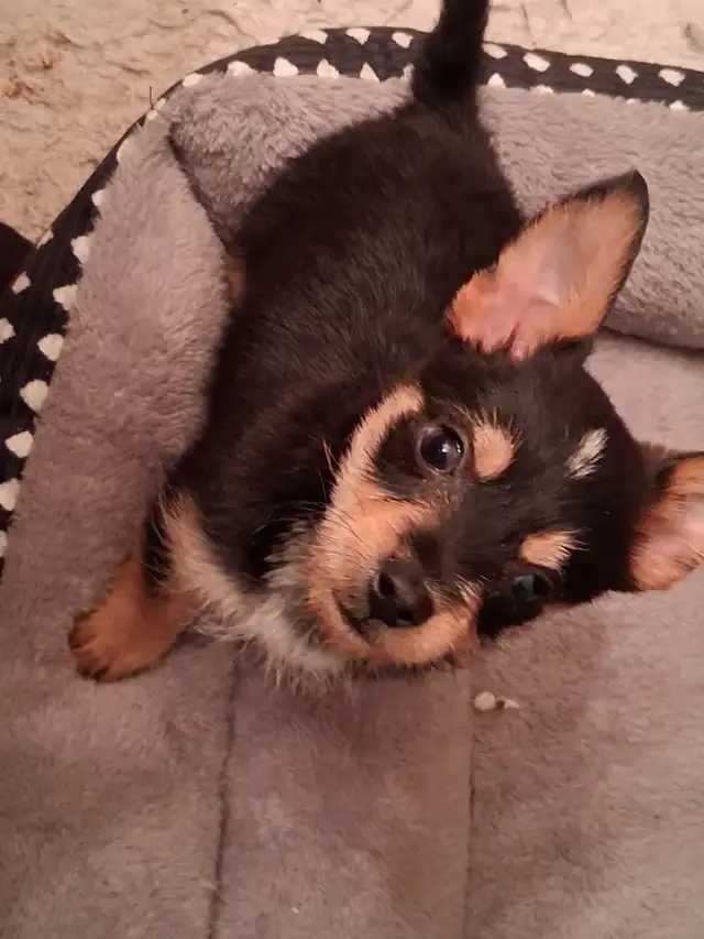 Mini male chawawa mix puppy rehoming - Photo 3