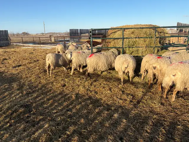 Bred ewes