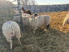 Bred ewes - Photo 3