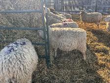 Bred ewes - Photo 4
