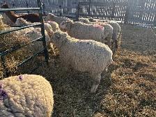 Bred ewes - Photo 6