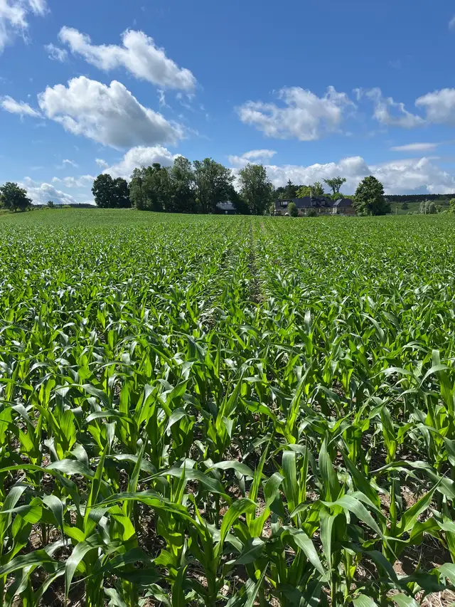 Wanted- Farmland to Rent