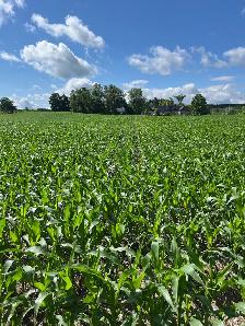 Wanted- Farmland to Rent