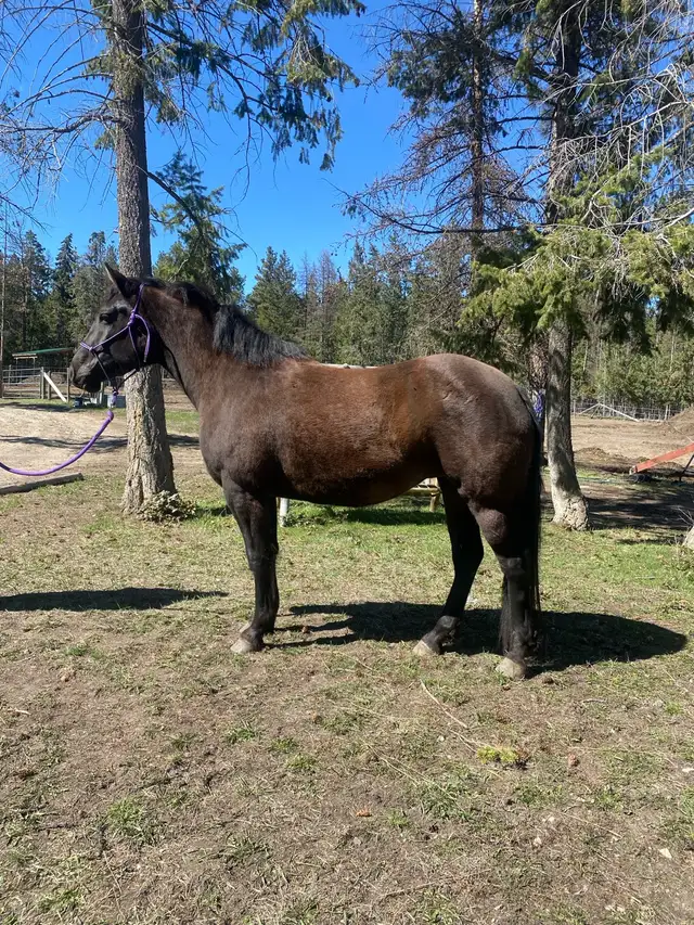 PERCHERON CROSS MARE