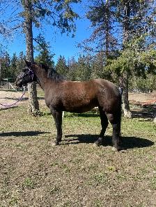 PERCHERON CROSS MARE