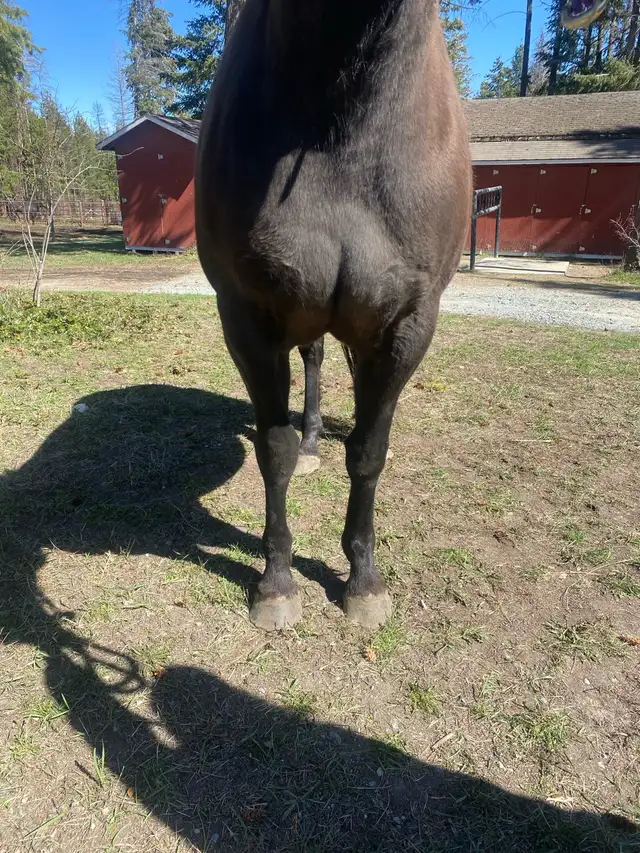 PERCHERON CROSS MARE - Photo 2