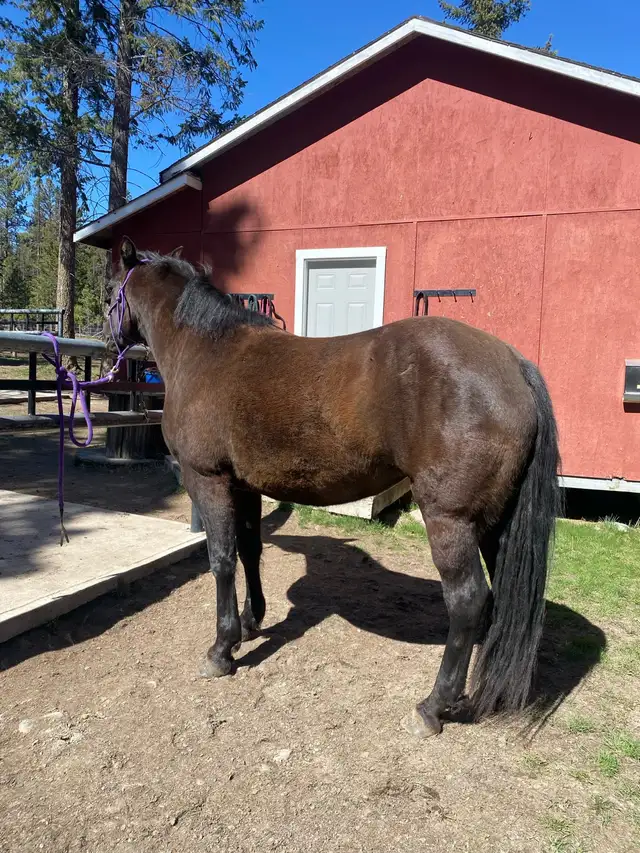PERCHERON CROSS MARE - Photo 3