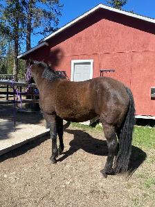 PERCHERON CROSS MARE - Photo 3