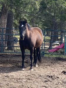 PERCHERON CROSS MARE - Photo 4