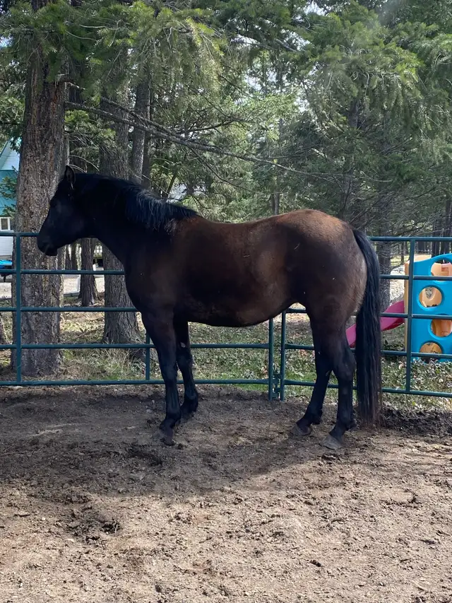 PERCHERON CROSS MARE - Photo 5